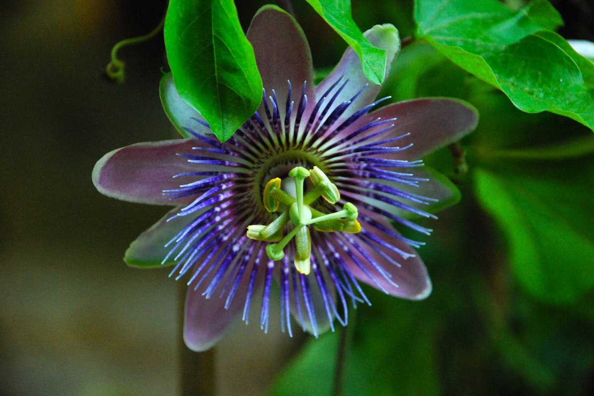 Passionflower