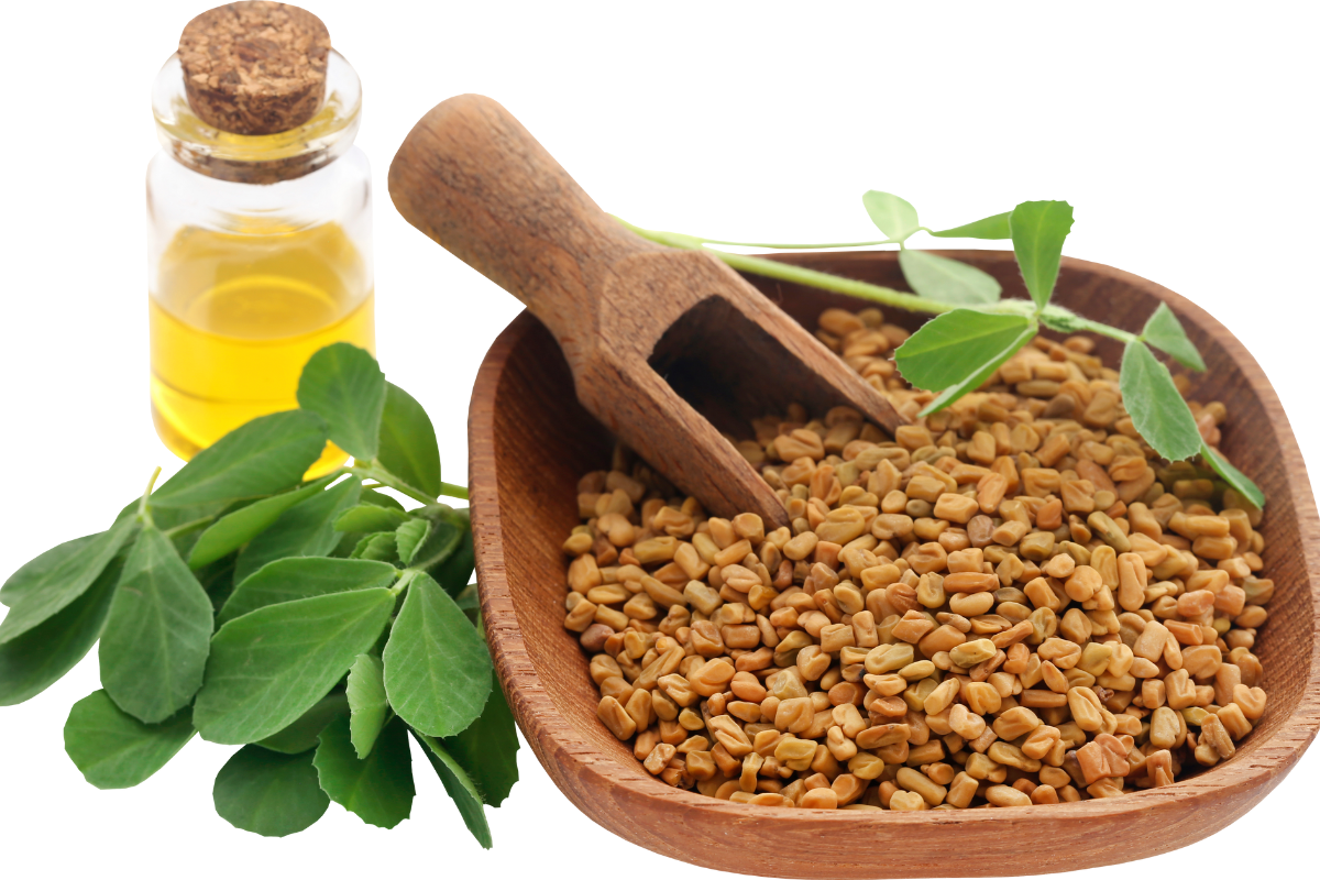 Fenugreek 