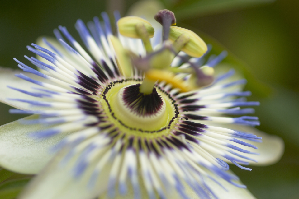 Passionflower 