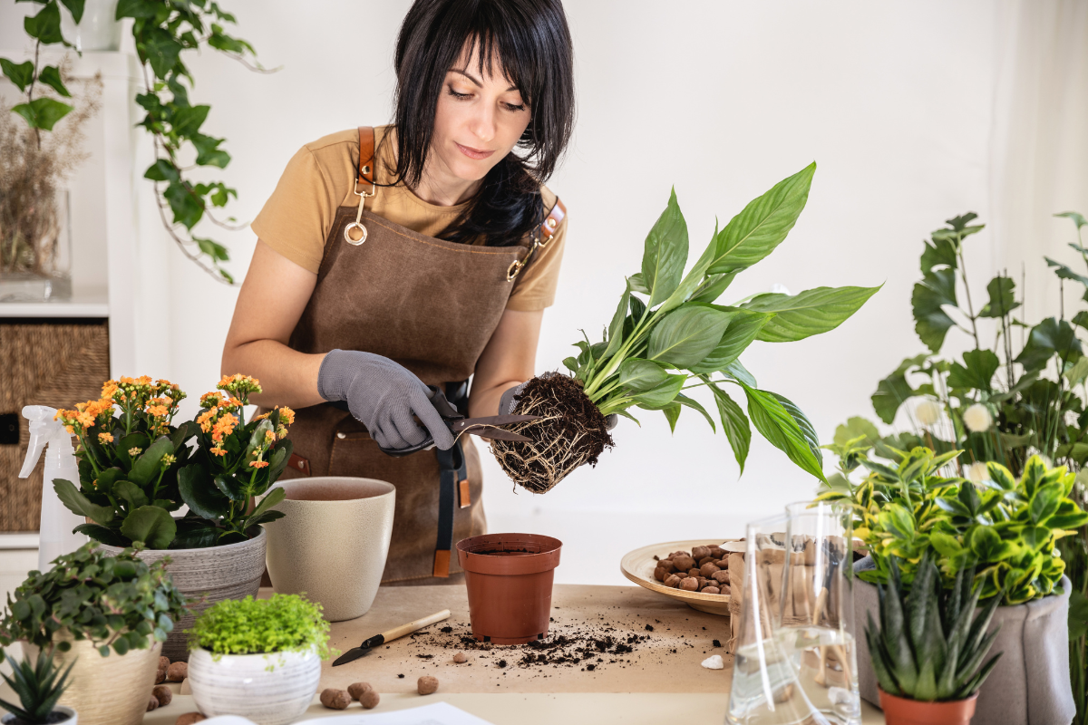 Your Guide to DIY Gardens