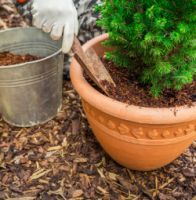 Mulching and Weeding